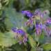 Nel verde generale salta all'occhio il blu di un fiore di borragine 